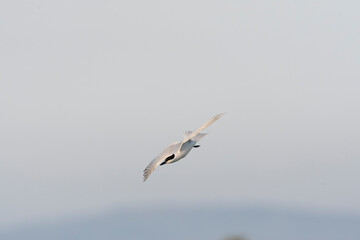 Gull-billed Tern, Gelochelidon nilotica