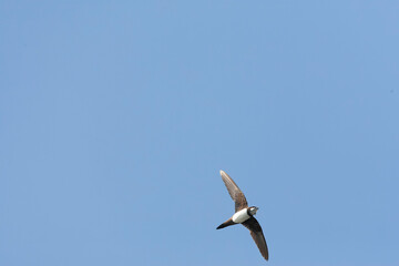 Alpengierzwaluw, Alpine Swift, Apus melba