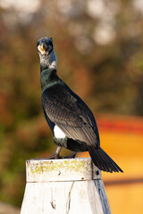 Great Cormorant, Phalacrocorax carbo