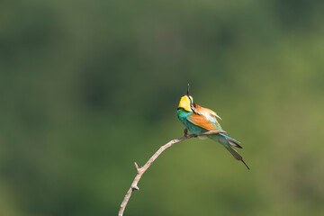 European Bee-eater, Merops apiaster
