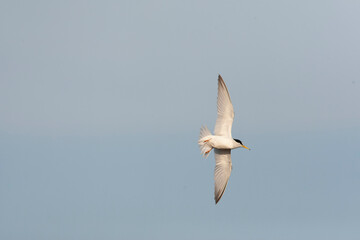 Little Tern, Sternula albifrons