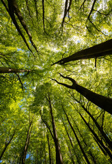 Treetops of tall beech (fagus) and oak (quercus) trees in a german forest in Hemer Sauerland on a bright spring day with fresh green foliage, seen from below in frog perspective with wide angle. - obrazy, fototapety, plakaty