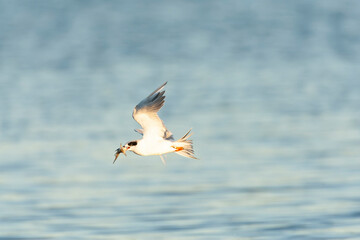 Forster's Tern, Sterna forsteri
