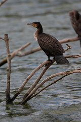 Great Cormorant, Phalacrocorax carbo