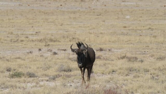 Wildebeest Walking In The Plains In Africa. - wide shot