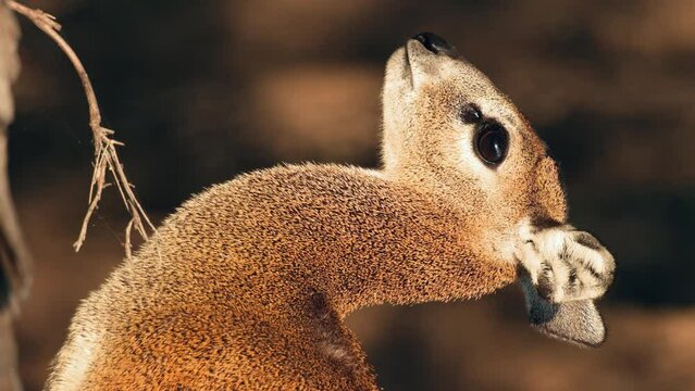 Vertical View of Klipspringer Antelope In Africa. - close up shot
