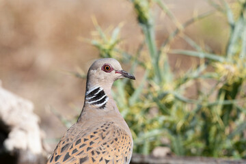 European Turtle Dove, Streptopelia turtur