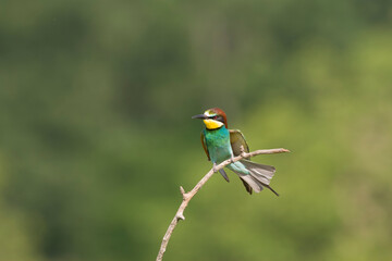 European Bee-eater, Merops apiaster