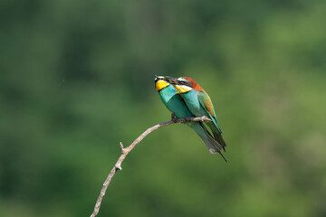 European Bee-eater, Merops apiaster