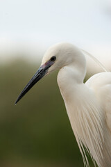 Little Egret, Egretta garzetta
