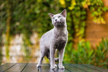 Cute blue russian cat playing toy on wood table, close up photo
