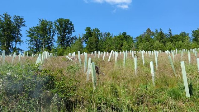 Reforestation with tree seedlings with plastic tubes around the trunk, in the Sauerland