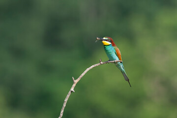 European Bee-eater, Merops apiaster