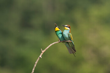 European Bee-eater, Merops apiaster