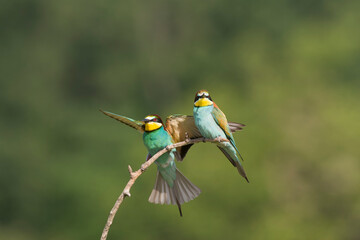 European Bee-eater, Merops apiaster