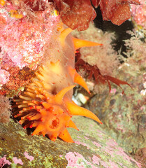 Sea cucumber