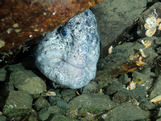 Wolf Eel