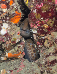 Juvenile Wolf Eel