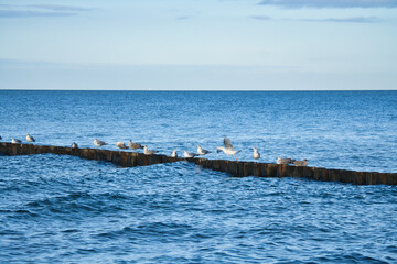 Fototapeta premium Seagulls on a groyne in the Baltic Sea. Waves and blue sky. Coast by the sea.