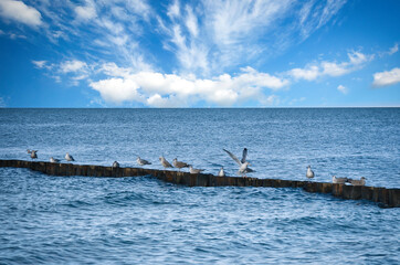 Fototapeta premium Seagulls on a groyne in the Baltic Sea. Waves and blue sky. Coast by the sea.