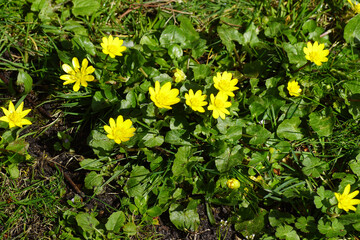 Closeup flowers of lesser celandine or pilewort (Ficaria verna) growing in the lawn. Dutch garden, spring, March, Netherlands  - obrazy, fototapety, plakaty