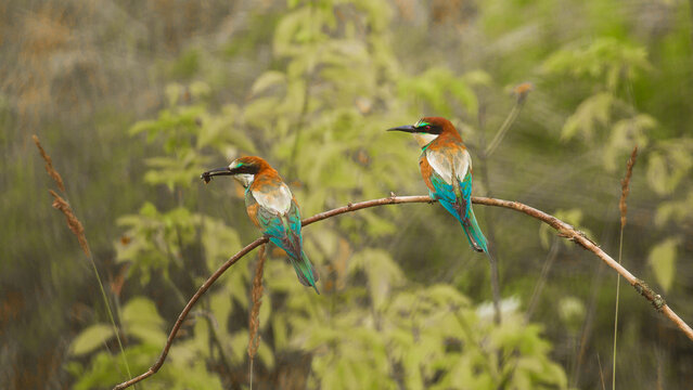 artistically recolored photo of a pair of bee-eaters (merops apiaster) sitting on a branch against the background of green ash-leaf maple leaves