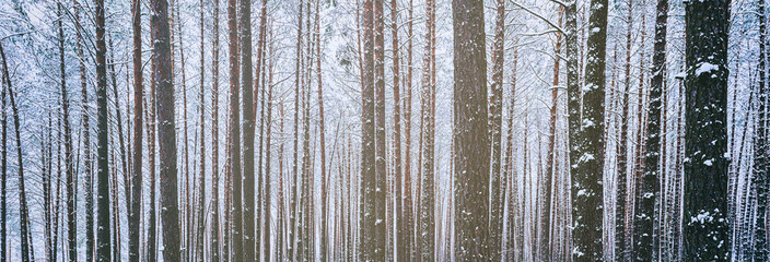 Snowfall in a pine forest on a winter cloudy day. Pine trunks covered with snow. Vintage film...