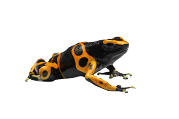 Dendrobates leucomelas closeup on isolated background, Dart frog closeup on white background, Dart Frog closeup