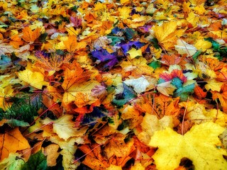 autumn leaves background