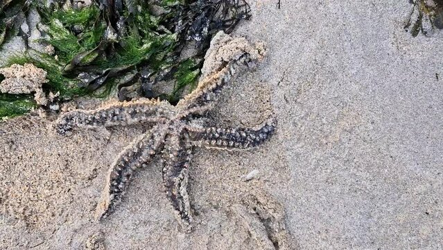 Starfish on the beach in County Donegal, Ireland