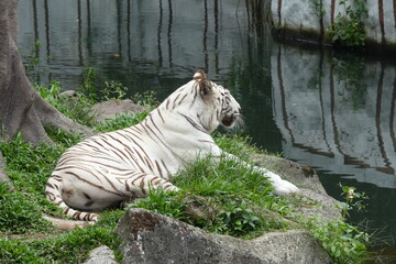 White tigers are a rare variant of Bengal tigers (Panthera tigris tigris) characterized by their striking white fur with black or dark brown stripes. |白老虎