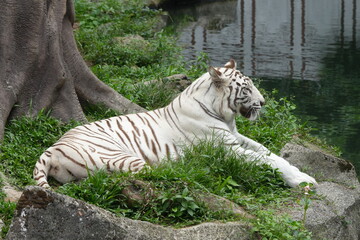 White tigers are a rare variant of Bengal tigers (Panthera tigris tigris) characterized by their striking white fur with black or dark brown stripes. |白老虎