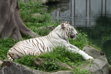 White tigers are a rare variant of Bengal tigers (Panthera tigris tigris) characterized by their striking white fur with black or dark brown stripes. |白老虎