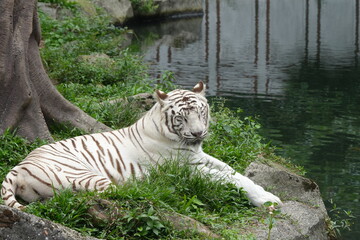 White tigers are a rare variant of Bengal tigers (Panthera tigris tigris) characterized by their striking white fur with black or dark brown stripes. |白老虎