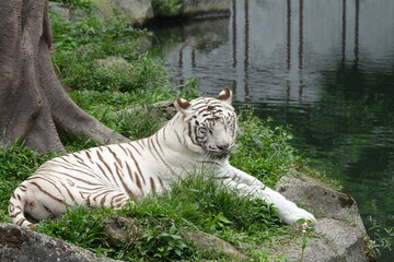 White tigers are a rare variant of Bengal tigers (Panthera tigris tigris) characterized by their striking white fur with black or dark brown stripes. |白老虎