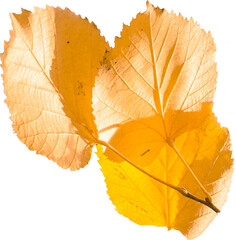 Digital png illustration of orange leaves on transparent background