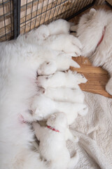 Samoyed dog mother with puppies. Puppies suckling mother