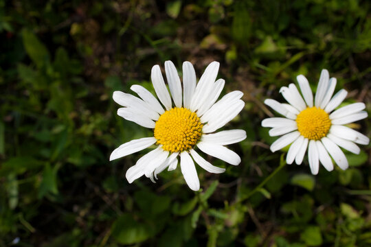White daisies on green grass background. Chamomile.