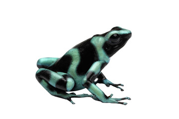 Dendrobates auratus green dart frog closeup on isolated background, Dendrobates auratus on isolated...