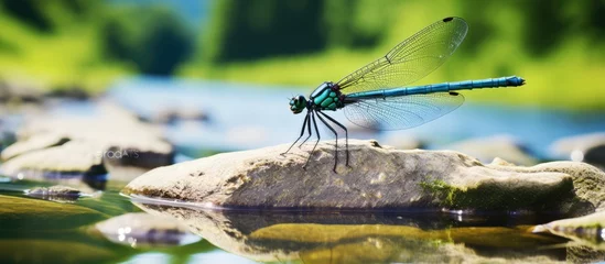 Fototapeten In Europe, a skilled adult photographer in France captures the beauty of the fauna along the river, including a stunning European dragonfly called Calopteryx xanthostoma, known as the Iberische © 2rogan