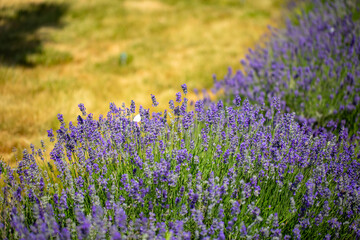 Spring lavender flowers under sunlight. Lilac flowers close up. Beautiful landscape of nature with a panoramic view. Hi spring. long banner