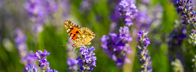 Butterflies on spring lavender flowers under sunlight. Beautiful landscape of nature with a panoramic view. Hi spring. long banner