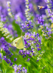 Butterflies on spring lavender flowers under sunlight. Beautiful landscape of nature with a panoramic view. Hi spring. long banner