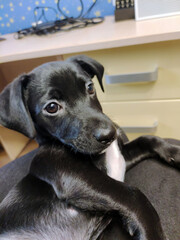 A young beautiful black puppy lives in an apartment. Pet on the couch
