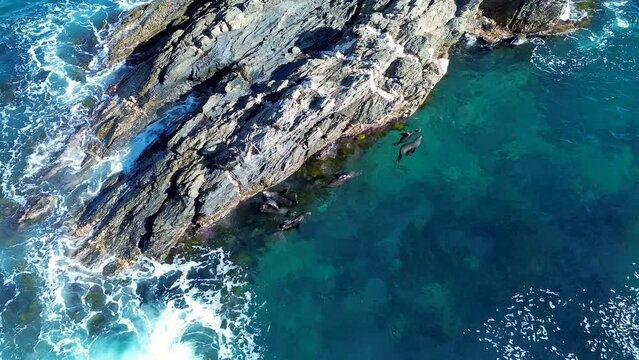 Drone aerial seals sea lion pups floating swimming in white wash ocean reef near rocks cove Guerilla Bay Batemans Bay South Coast tourism travel animals NSW Australia 4K