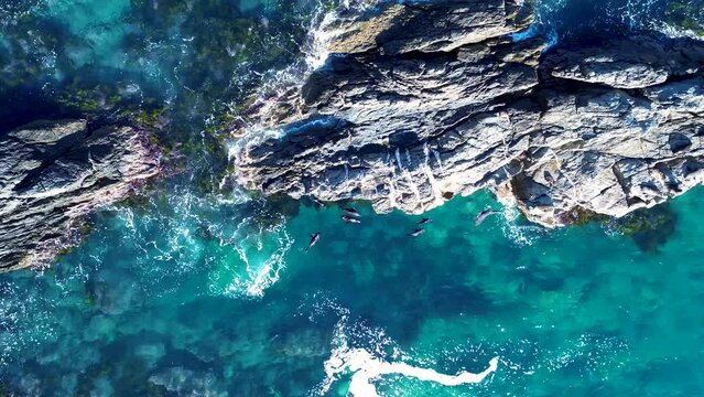 Drone aerial pan beautiful seal sea lion cove ocean floor reef rocky crystal clear seaweed headland coastline Guerilla Batemans Bay South Coast travel tourism NSW Australia 4K