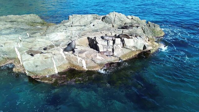 Drone aerial seals sea lion sitting on rocks clear ocean water sleeping Burrewarra Point Lighthouse Guerilla Bay South Coast animal tourism NSW Australia 4K