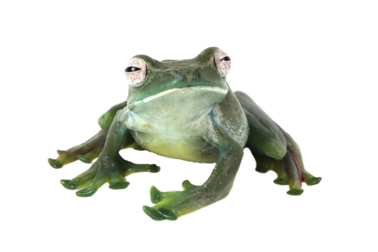 Zhangixalus dulitensis female closeup on isolated background, Jade tree frog closeup , Indonesian tree frog