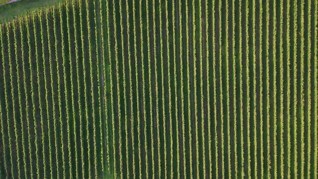 Aerial footage of rows of plants growing in straight lines in a field on an arable farm