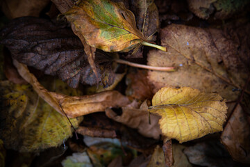 Autumn Leaves